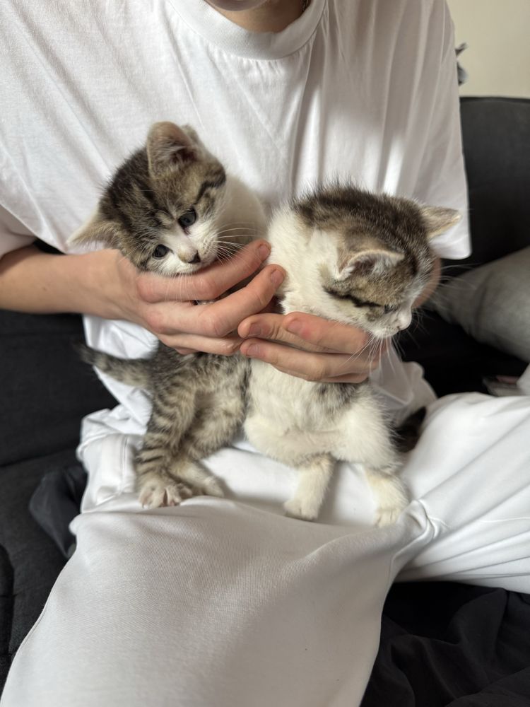 Кошенята дівчатка 1, 5 місяців