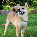 Shiba KITSUNE z Subarashii