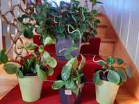 Komplet roślin : peperomia ,grubosz, kaktus ,kalanchoe, amarylis