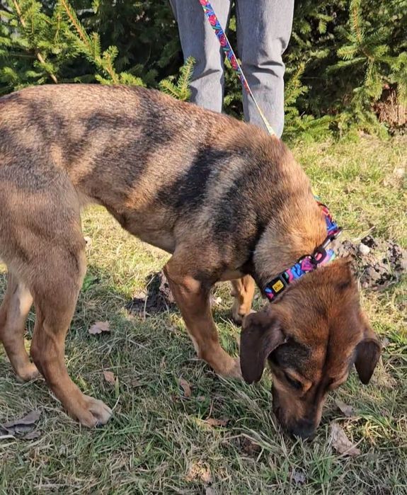 Nala w typie posokowca szuka domu