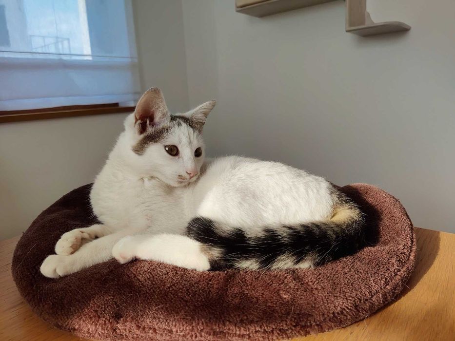 Młodziutka kotka o wielkim sercu szuka stałego domu