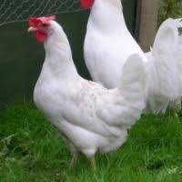 KURY NIOSKI młode kurki z jajkami. Kury ZDROWE.Ferma Drobiu.PROMOCJA