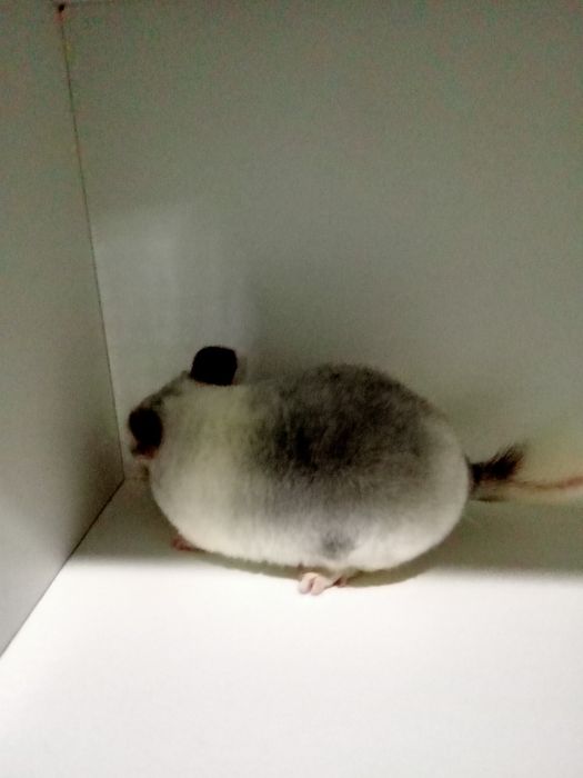 Szynszyl szynszyla szynszyle mozaika