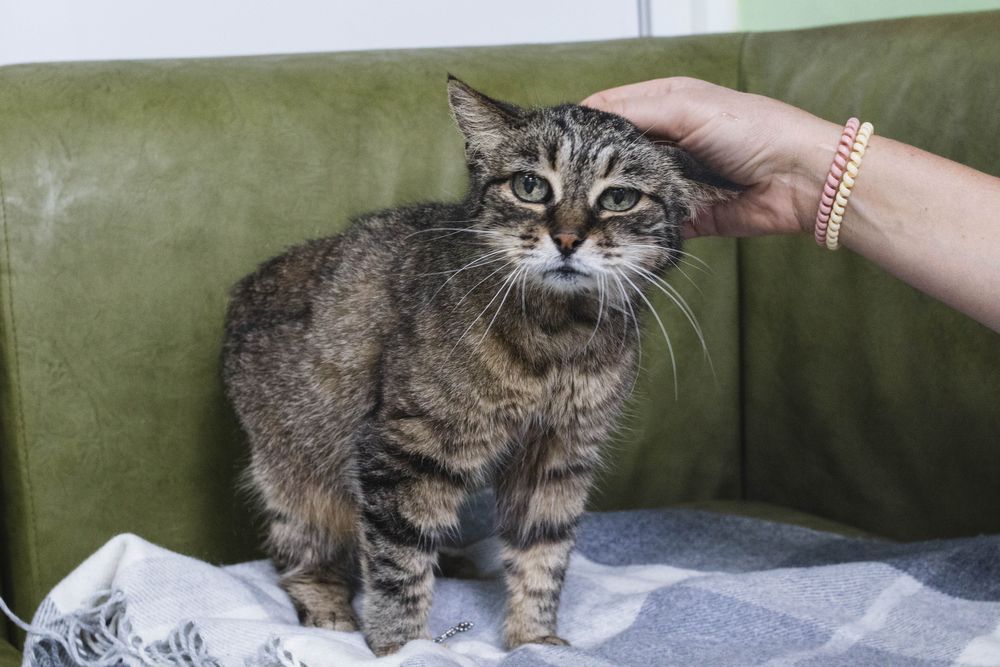 Киця, красива кішка