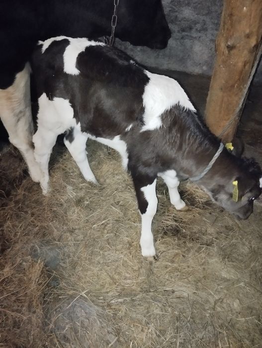 Sprzedam byczki i jałoszki mleczne mieszance bbb i angus