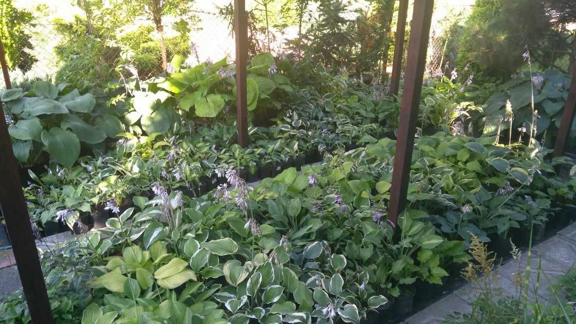 funkia hosta odmiany, rośliny cieniolubne