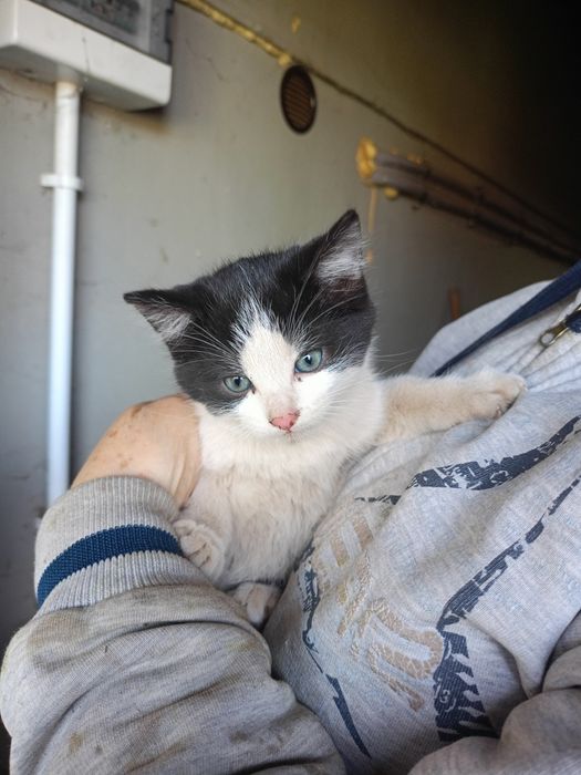 Za darmo małe kotki