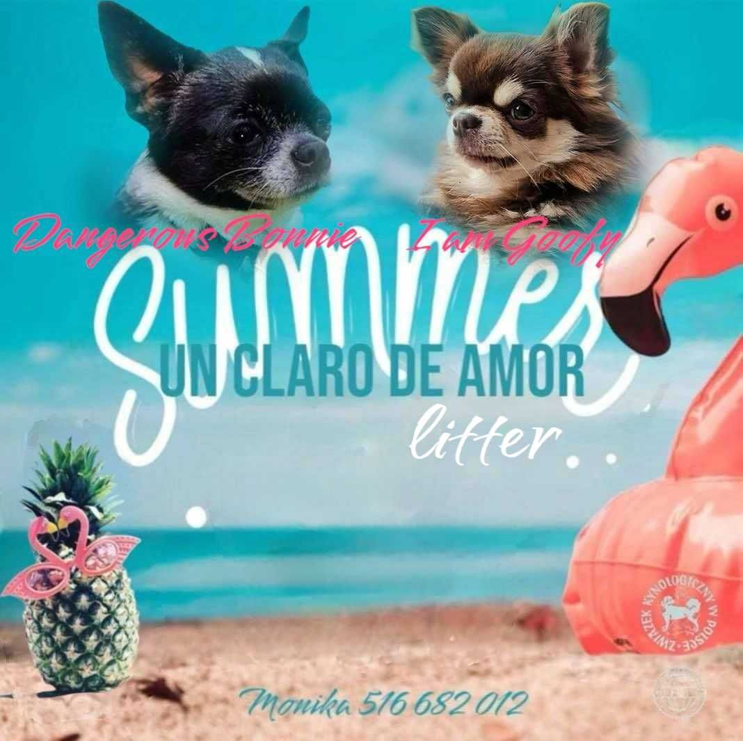 Chihuahua ZKwP/FCI liliowy chłopiec
