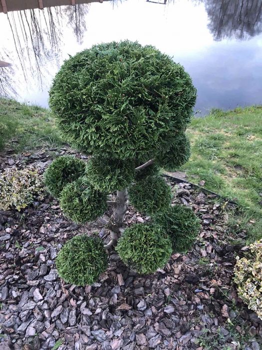 Стрижка туй, живоплоту. Чистка території,обрізка дерев,догляд за садом