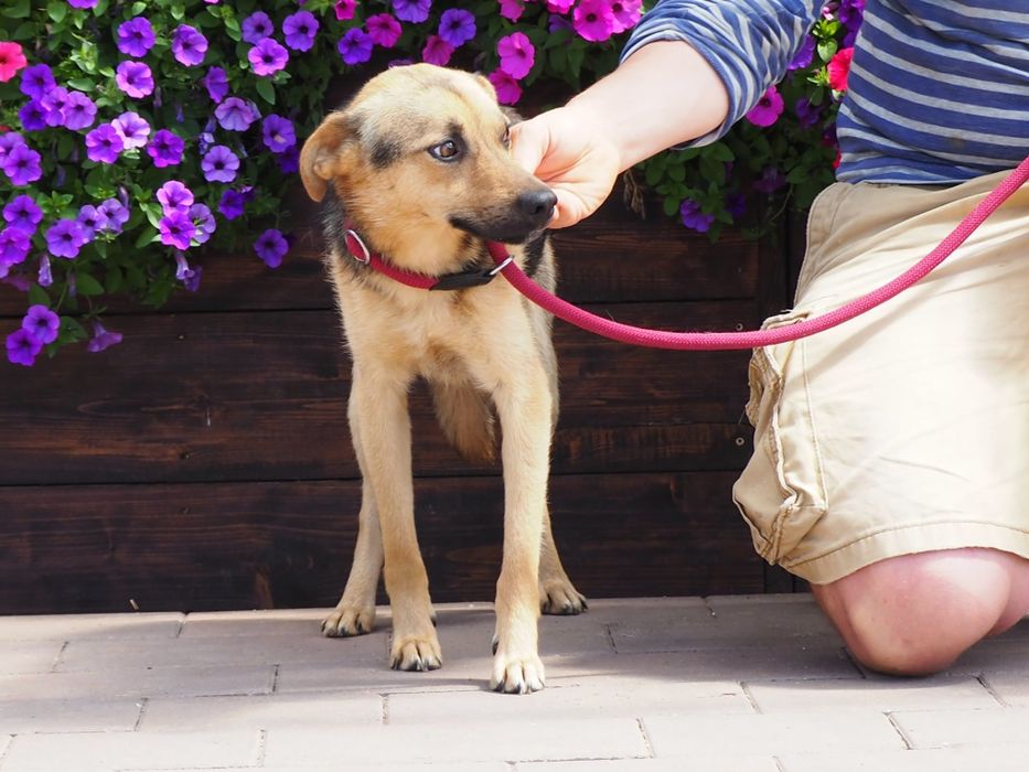 Młodziutki pies Frik szuka swego domu