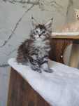 Gatinha Maine coon