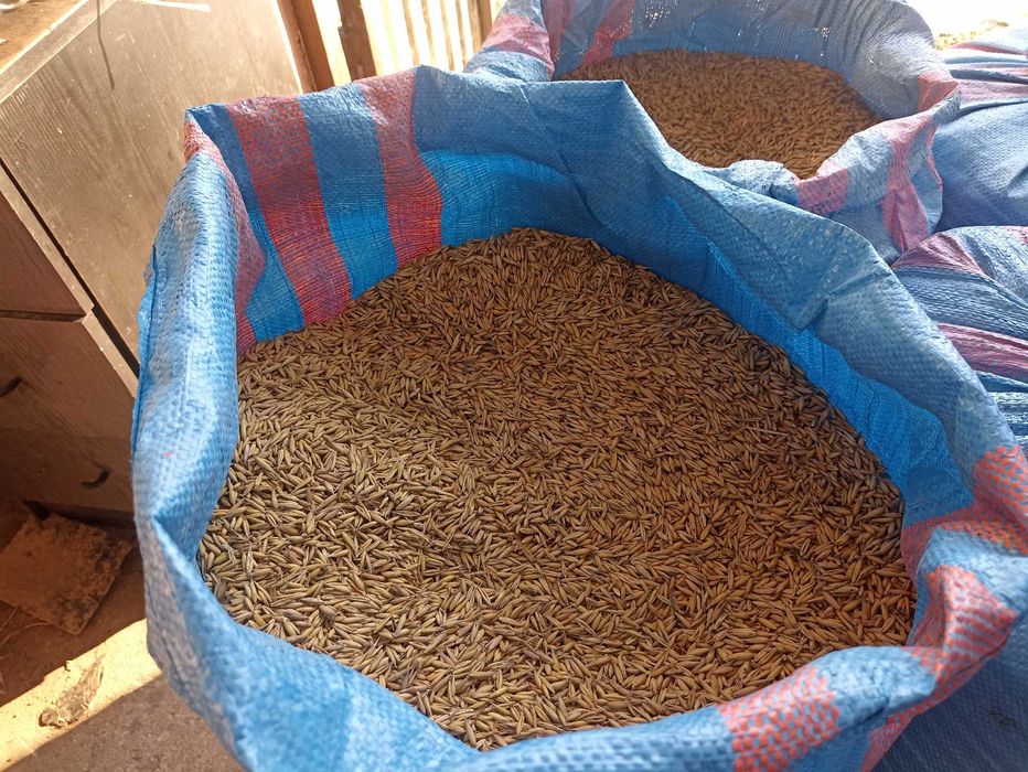 owies Bingo nadaje się do siania, konia, skoszony przed deszczami