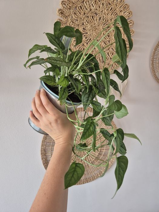 Monstera siltepecana pnącze
