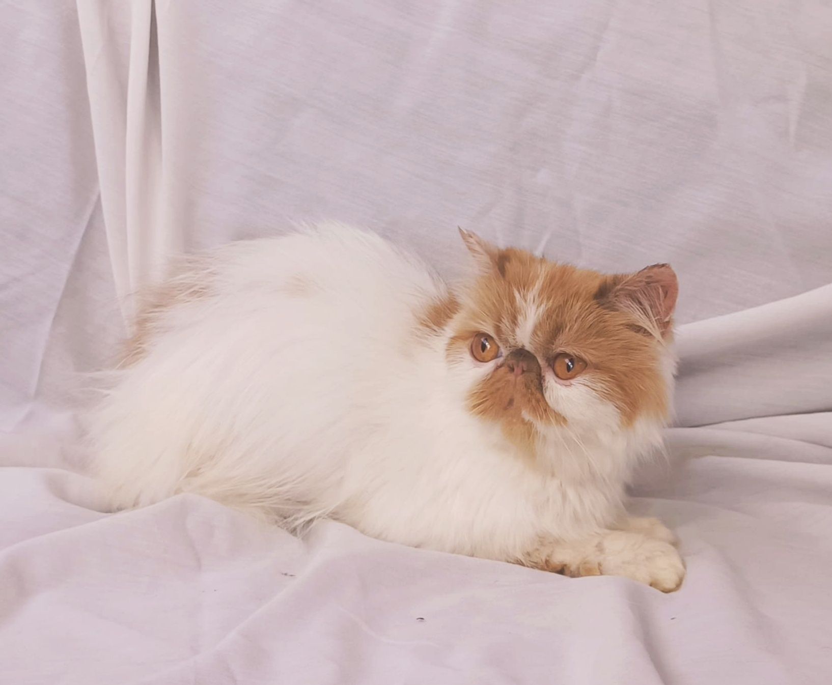 Vendo gata fêmea Persa