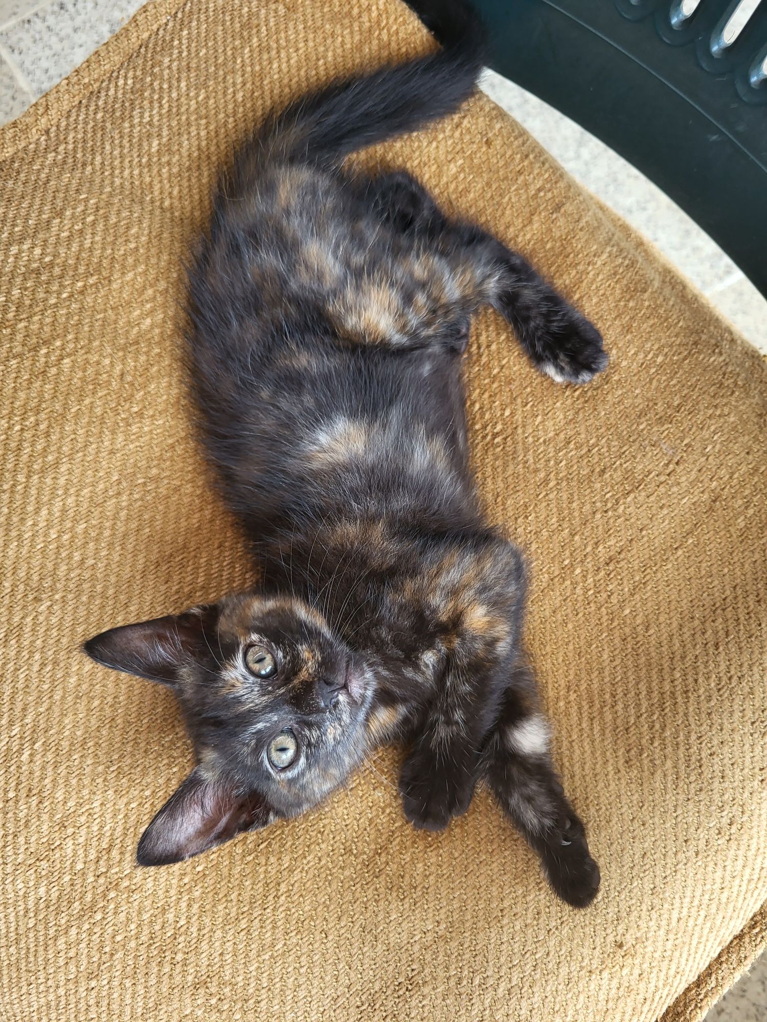 Gatinha para adotar