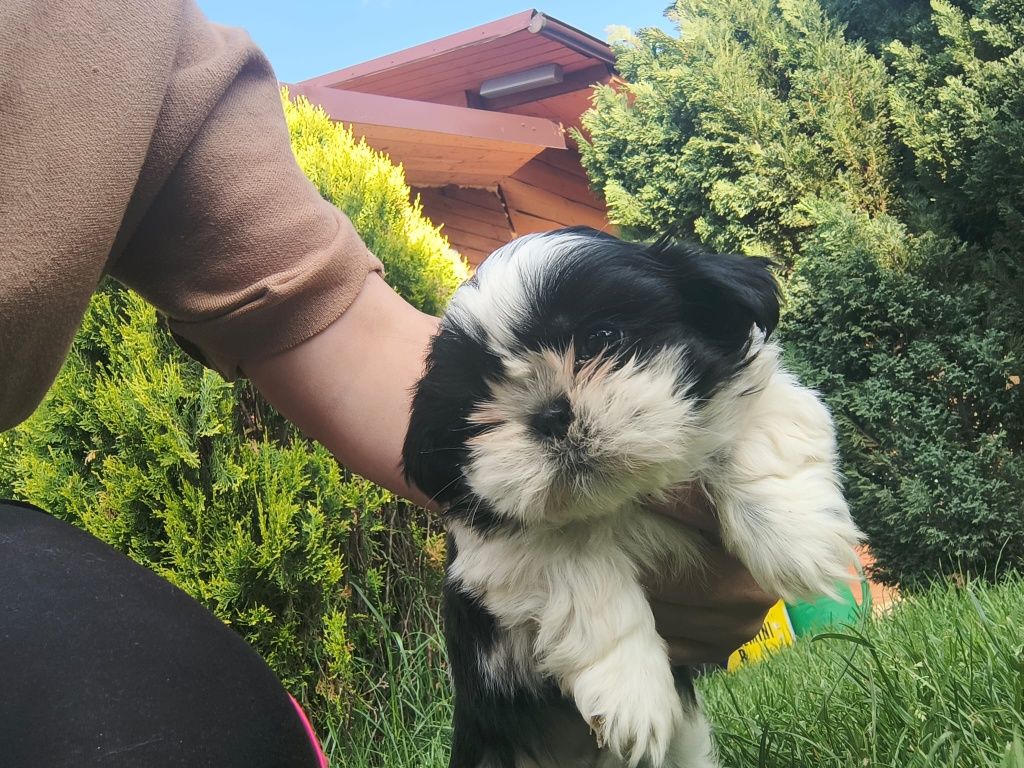 Shih tzu gotowy.  do  odbioru