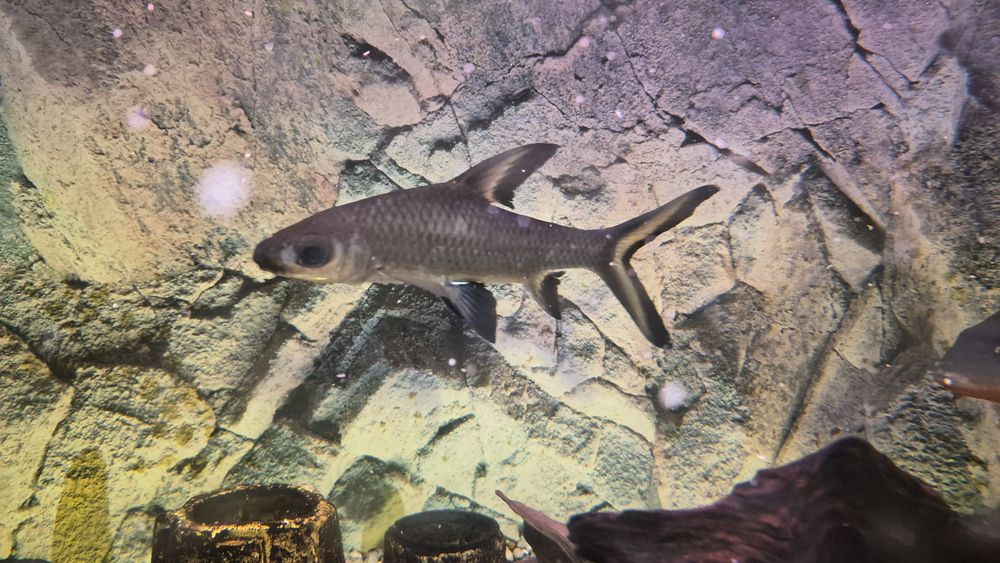 Ryby akwariowe duże!komplet za 100 cukierków!