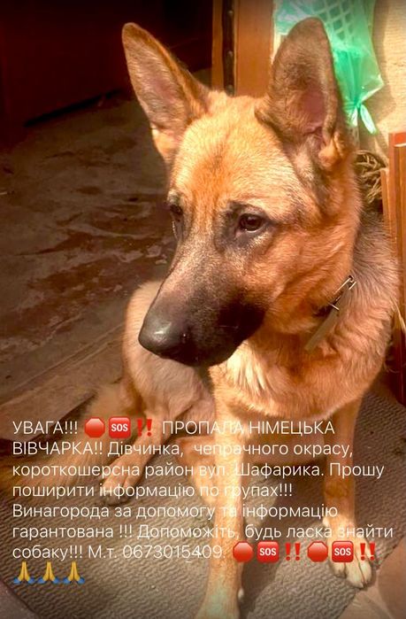 Увага! Пропала німецька вівчарка!!