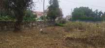 Limpeza de terreno