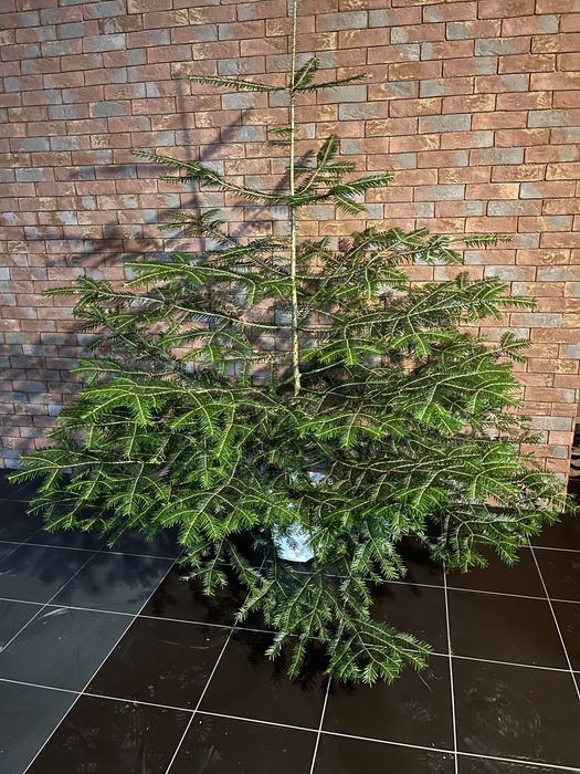 Ялинки новорічні живі в горщику