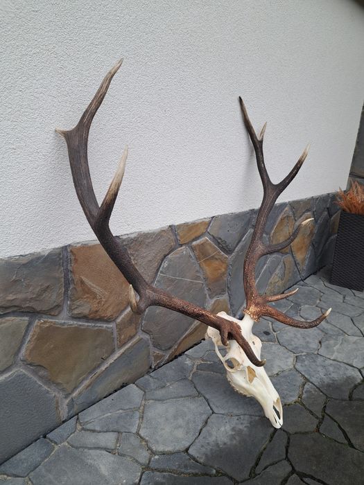 Wieniec zrzuty poroże rogi