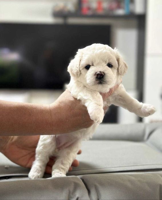 Bichon Frise FCI rodowód