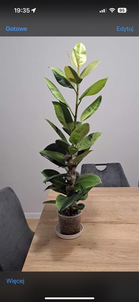 Ficus shivereana moonshine kolekcja