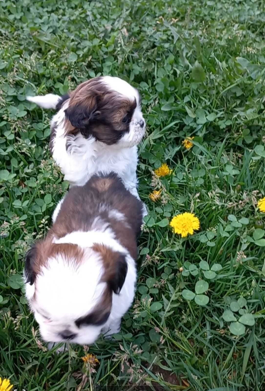 Shih tzu szczeniak  piesek