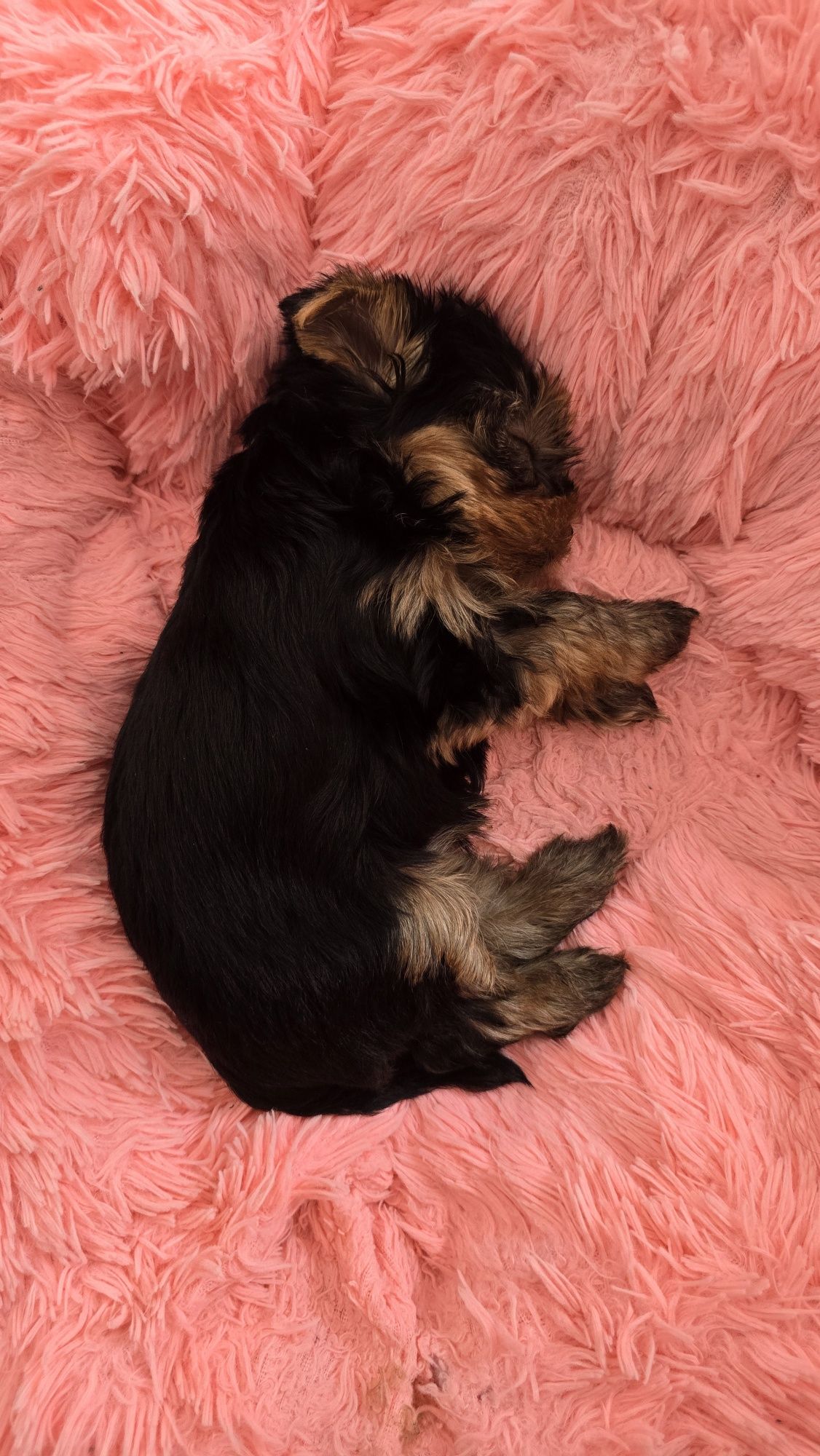 Yorkshire terrier suczka