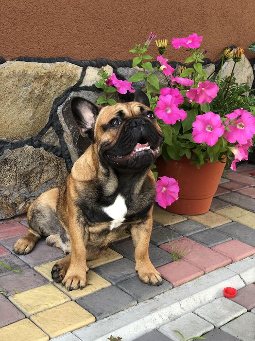 В’язка французький бульдог