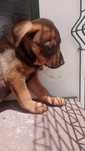 Cães bebés para adoção