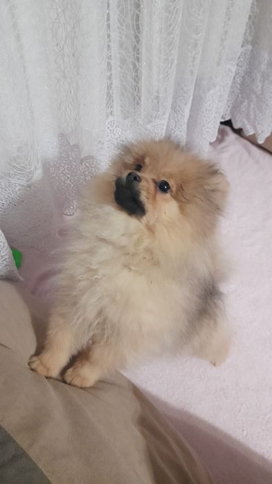 Померанські шпіци