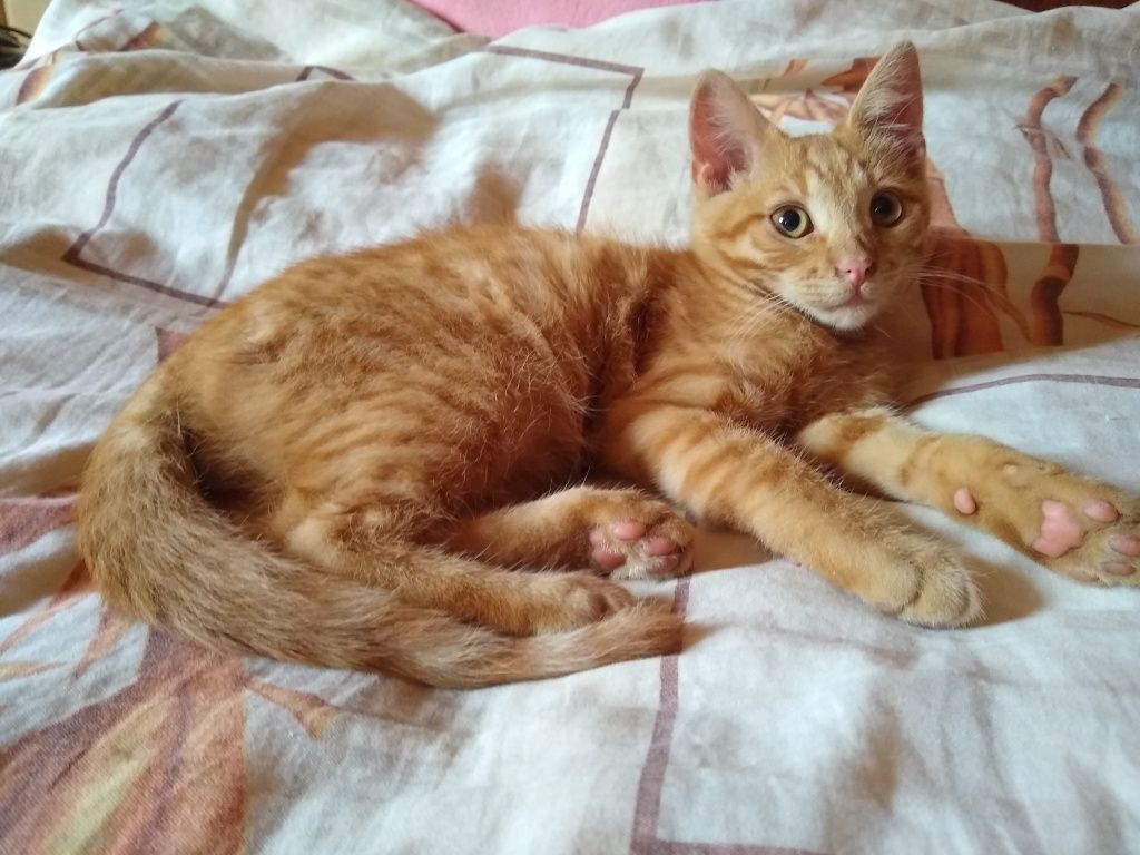 Кошеня в добрі руки