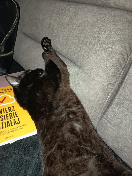 Kot brytyjski czarny