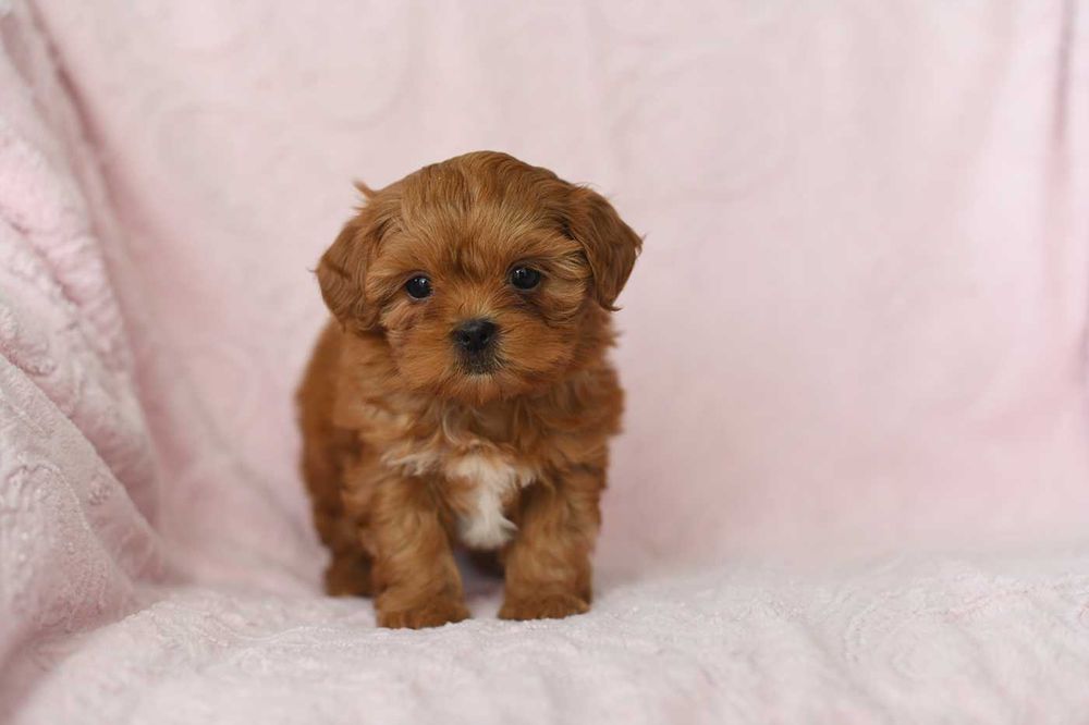 Maltipoo-cudowna suczka