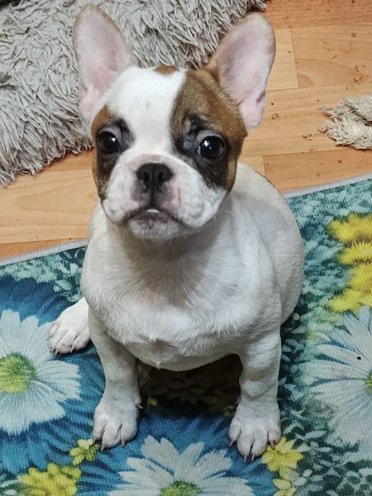 Дівчинки пишечки Французи