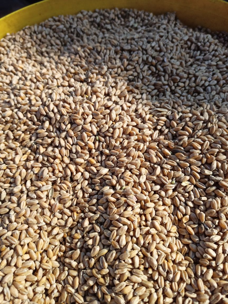 Продам Яра пшениця посівна