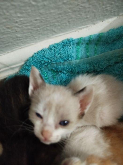 Tenho 6 gatos para dar. 2 machos e 4 fêmeas