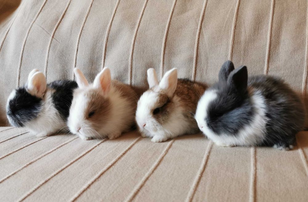 Coelhos anões mini + gaiola nova + alimentação adequada