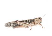 Szarańcza wędrowna 200szt rozm 3-4cm