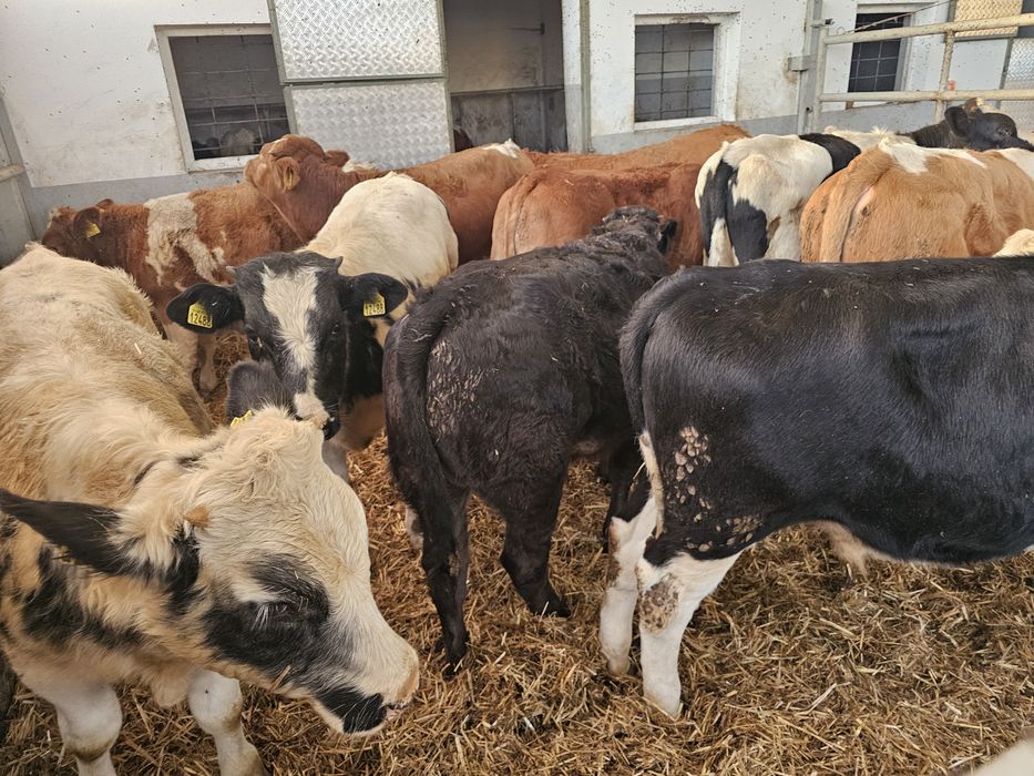 Sprzedam byki odsadki BBB SM LM MM