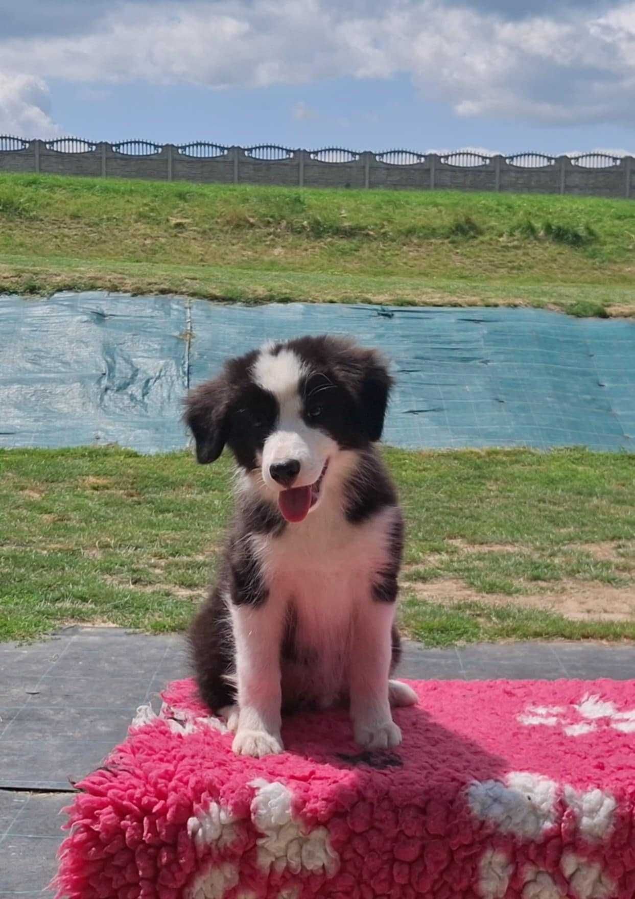 Border collie - piesek z metryką ZKwP/FCI po Championie :)