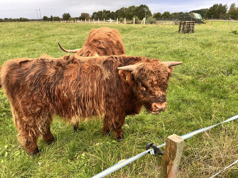 Byk szkocki Highiand Cattle