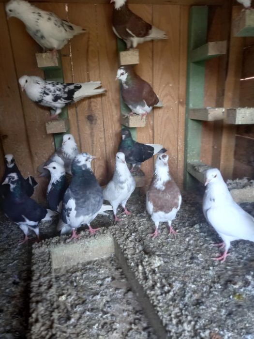 Gołębie Rollery  angielskie