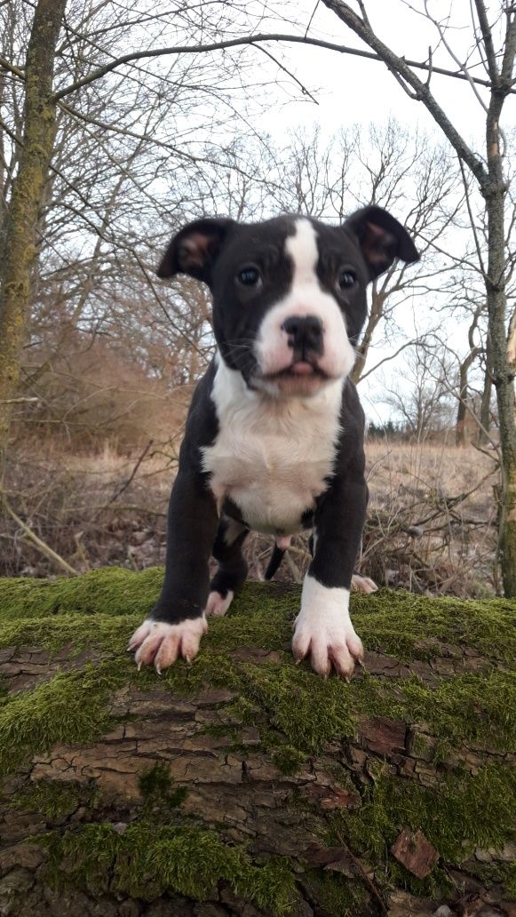 American Bully Piesek czarny