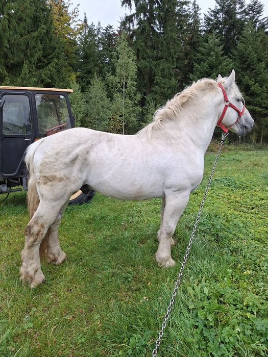 Sprzedam ogiera zimnokrwistego