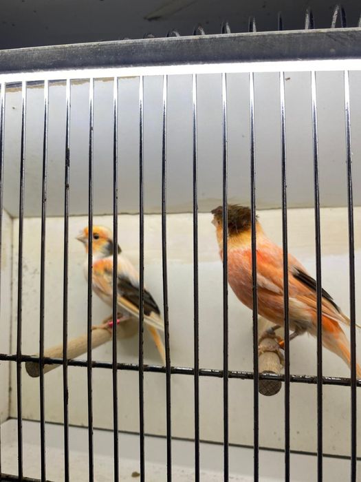 Ptaki Kanarki Arlekin