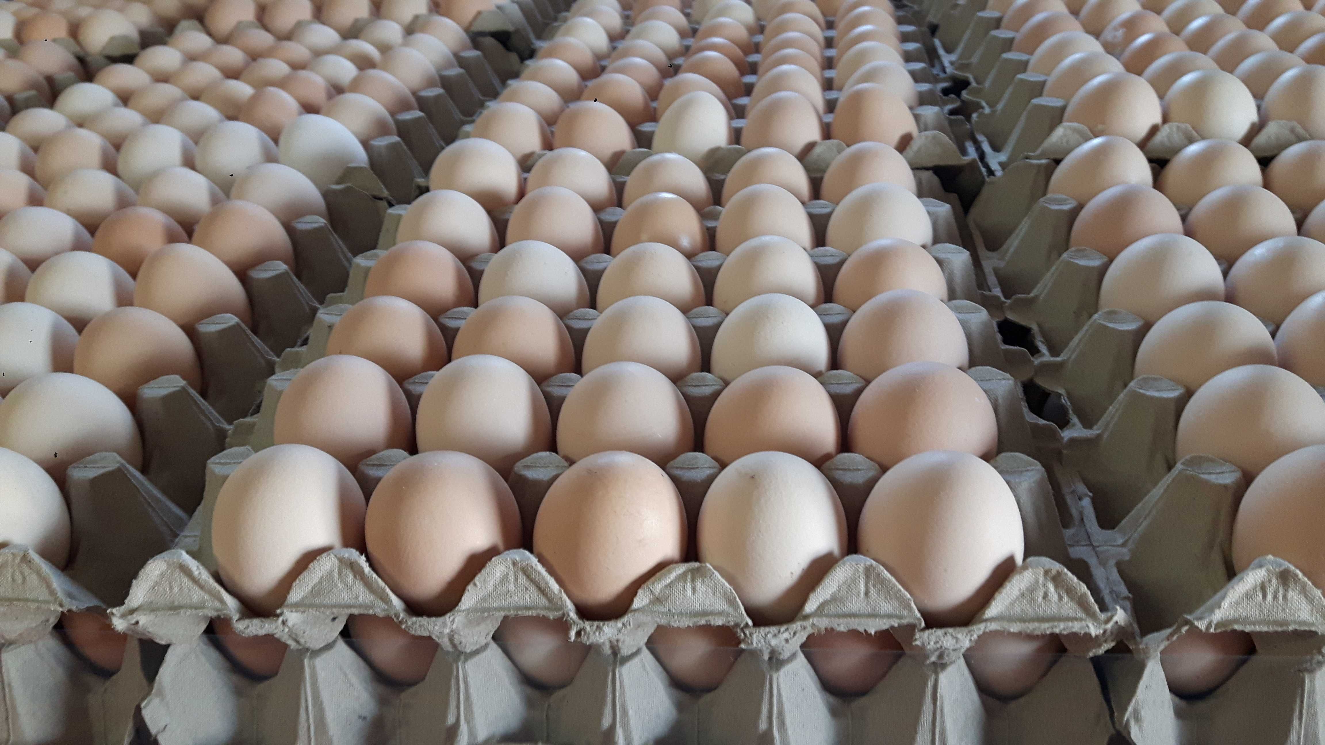 Jajo jajka jaja ceny producenta krem Rybnik okolice dowóz do klienta