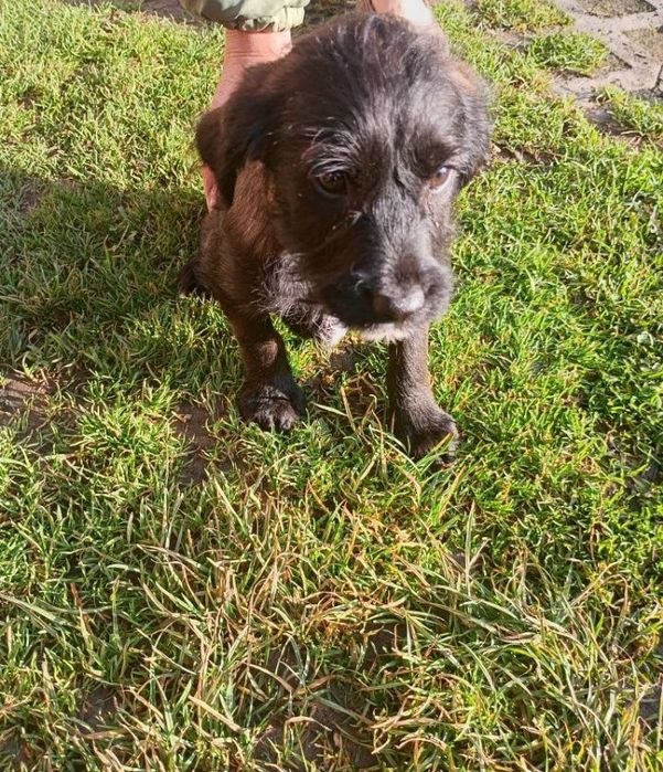 Oddam pieski w dobre ręce