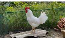 Galinhas Galos ou ovos Legorn